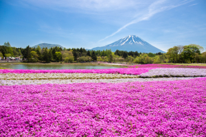 5 Day Tour To Hokkaido Packages