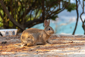 Rabbit Island ( Okunoshima ) Tour Packages